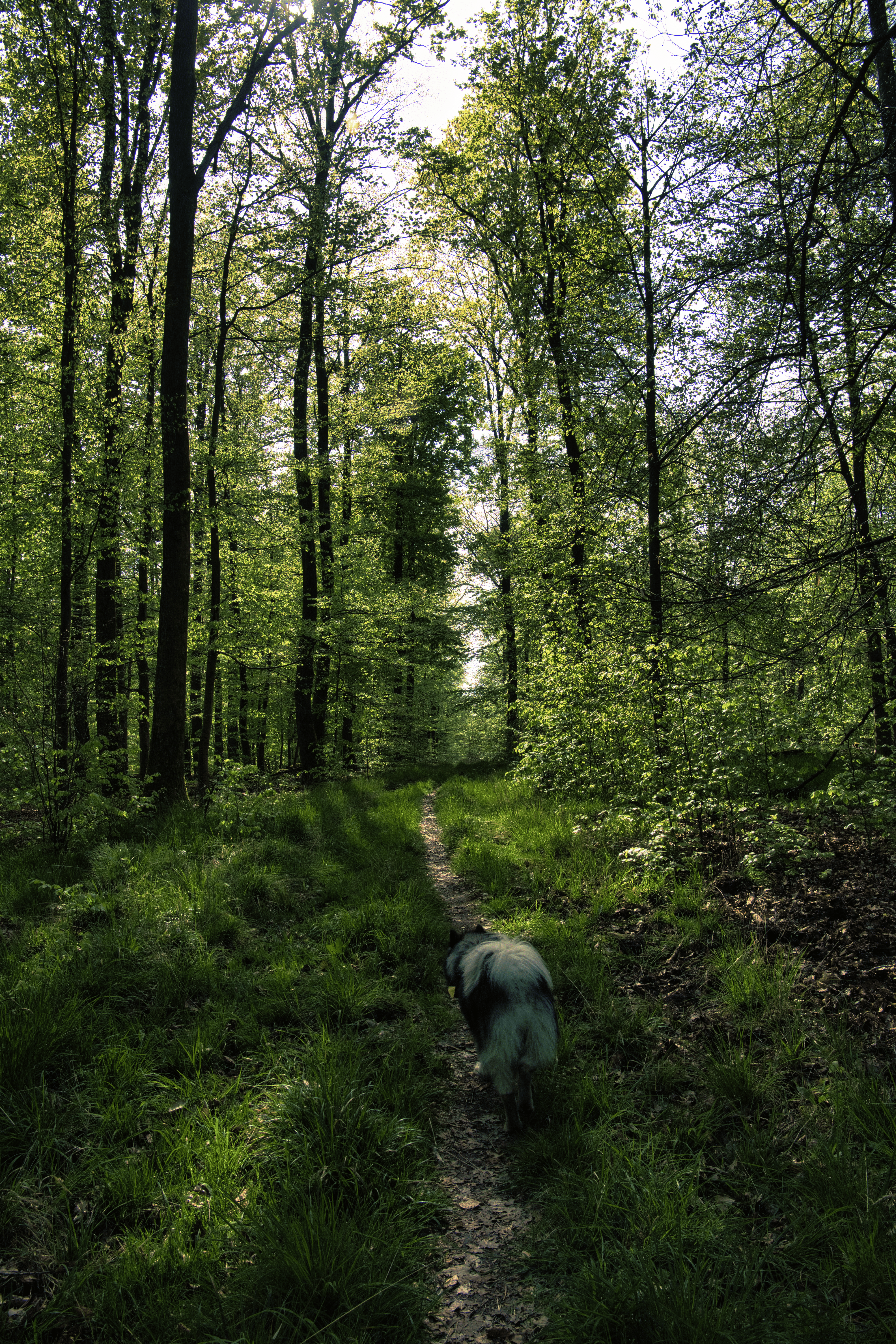 Wanderung durch den Wald